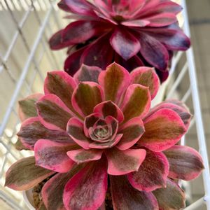 メデューサ,ピンク ガール,多肉植物,アエオニウム,多肉ラボ©の画像