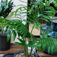 テーブルヤシの画像