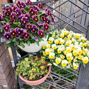 ガーデニング,もうこれ以上増やせない,狭すぎる庭,小さな庭の画像