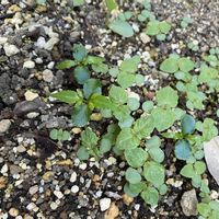 シソ,山椒,サンショウ,山椒 (さんしょ),実生の画像