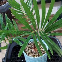 ザミア,ザミア フロリダーナの画像