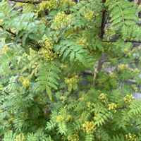 山椒,山椒,サンショウ,サンショウ,山椒 (さんしょ)の画像