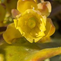 ヒイラギナンテン,+安曇野,小さな庭の画像