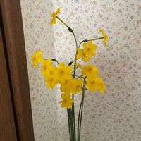 オンシジウムの画像