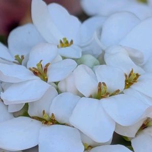 イベリス,サクラソウ,ビオラ・パンジー,元気もらえる,お花のある暮らしの画像