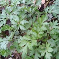 ヨモギ,無農薬栽培,SDGs,8日は葉っぱの発表会,食べる葉の画像