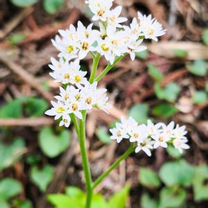 白い花,季節の花,花のある暮らし,緑のある暮らし,週末ガーデナーの画像