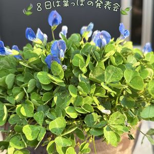 クローバー,ブルークローバー,オキザリス・ココナ（心愛）,エンジェルクローバー♡ハッピーデイ,8日は葉っぱの発表会の画像