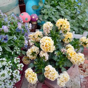 アリッサム,ロココ,レディ,ガーデニング,花のある暮らしの画像