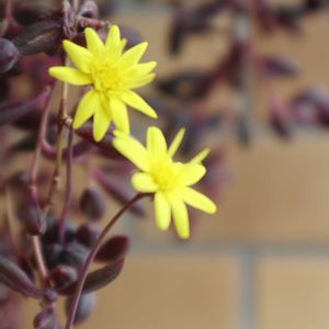 ルビーネックレス,多肉植物,多肉初心者,咲いた！,癒されるの画像