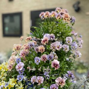 パンジー・ビオラ,レディ,ビオラ　レディ,寄せ植え,ナチュラルガーデンの画像