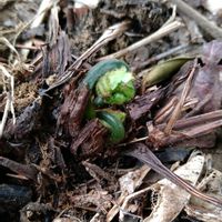 コゴミ,クサソテツ,芽吹き,山菜,無農薬栽培の画像