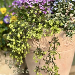 キンギョソウ,クレマチス ペトリエイ,斑入りタイム,銅葉キンギョソウ,宿根キンギョソウ　ブロンズドラゴンの画像