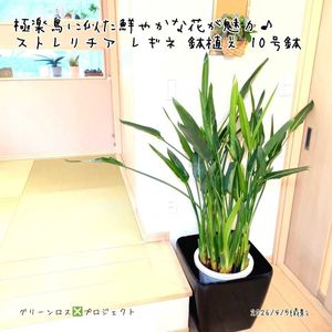 ストレリチア・レギネ,ストレリチア・レギネ,ストレリチア 極楽鳥花,ストレリチア 極楽鳥花,観葉植物の画像