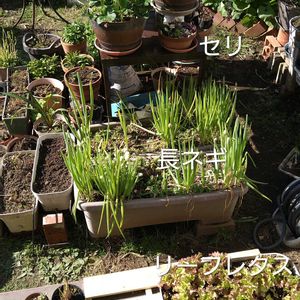 宿根草,鉢植え,毎年咲く花,小さな庭,家庭菜園の画像
