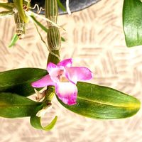 セッコク,セッコク 京紅,ラン科,洋室,セッコク 花物の画像