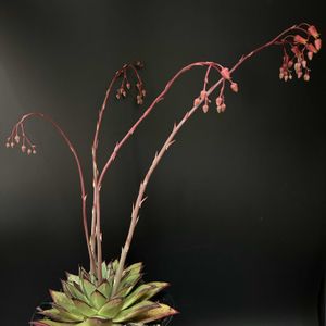 多肉植物,観葉植物,エケベリア属,珍奇植物,ビザールプランツの画像