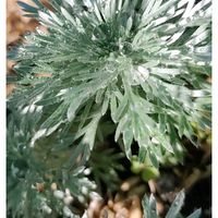 アサギリソウ,春がきたね〜♫,8日は葉っぱの発表会❣,マイガーデン,葉っぱの画像