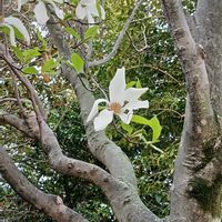 コブシ,ドウダンツツジ,ネコヤナギ,キジのケンちゃん,今日の愛犬の画像