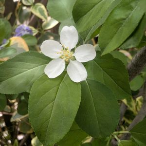 姫りんご,オランダミミナグサ,イヌリンゴ,プランター,２０２５年同期の画像