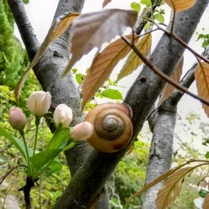 小さな庭の画像