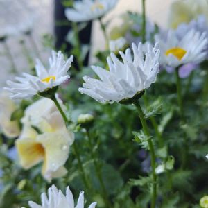 今日も元気で,キュンキュン乙女倶楽部,春よ来い,純白マニア,シクラメン・ミニシクラメン愛好家友の会の画像