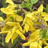 ユキヤナギ,ユキヤナギ,レンギョウ,レンギョウ,トキワマンサクの画像