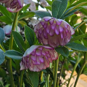 クリスマスローズ,菌床椎茸,菌床椎茸,クリスマスローズ ダブル,クリスマスローズ ダブルの画像