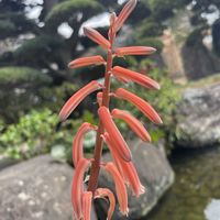 千代田錦,タイガーアロエ,お花は癒し,花が好き❤,☆携帯撮影☆の画像