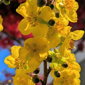 ミッキーマウスの木,鉢植え,花木,お花のある暮らし,小さな庭の画像