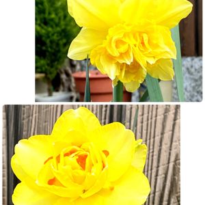 小さな庭の画像