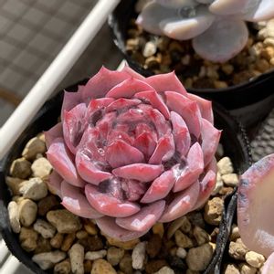 エリークイーン,多肉植物,エケベリア属,北海道,mioエリークイーンの画像