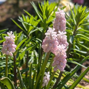 ムスカリ,ミニ水仙,球根植物,花のある暮らし,早春の花の画像