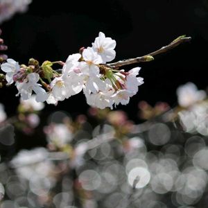 サクラ,はるのお花♡♬,バルコニー/ベランダ,お出かけ先の画像