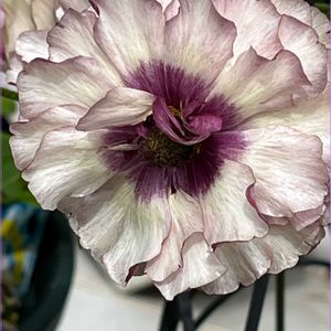 アイオリア 〜,マイ・ラナン,tom' world,Tom’s ラックス,バルコニー/ベランダの画像