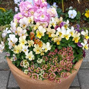 花のある暮らし,咲いてくれてありがとう❤,おうち園芸,世界の平和を祈ります,小さな庭の画像