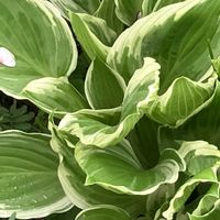 アジサイ,ポトス,ハラン,ギボウシ（ホスタ）,ご近所の画像