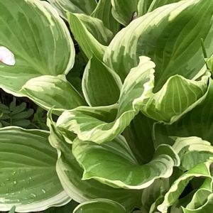 アジサイ,ポトス,ハラン,ギボウシ（ホスタ）,ご近所の画像