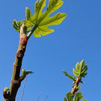 クレマチス,ブルーベリー,モミジ,イチジク,ベビーキウイの画像