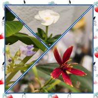 コリウス,ニチニチソウ,ハーデンベルギア,ロータス ブラックムーニー,アイフェイフォンの画像