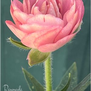 ピンクワールドへ ようこそ,マイ・ラナン,tom' world,Tom’s ラックス,バルコニー/ベランダの画像