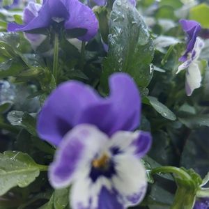 幸せの青い花,今日も元気で,キュンキュン乙女倶楽部,青い花マニア,マザーパープルの画像