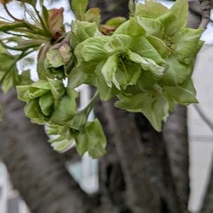 花木,花いろいろ,バラと夢CLUB,おうち園芸,2019同期の画像