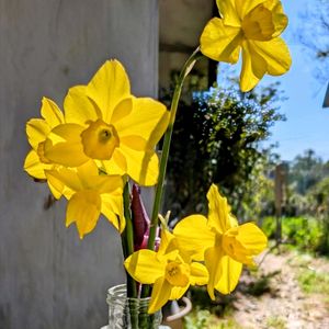 小さな庭の画像