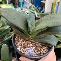 Gasteria,ガステリア ピランシー,ガステリア交配種,ガステリア アキナキフォリア,ガステリアアキナキフォリアの画像