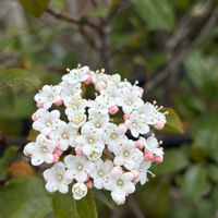 ラズベリー,ビバーナムティヌス.,実のなる木,おうち園芸の画像