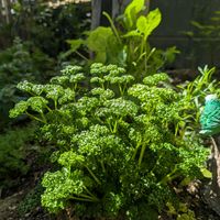 パセリ,家庭菜園の画像