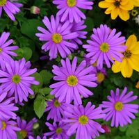 ビデンス,ブラキカム,青い花マニア,マンションの花壇,チーム・ブルーの画像