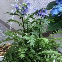 エレモフィラ,ポレモニウム,あじさい,ポレモニウム・パープルレインストレイン,ベランダガーデニングの画像