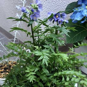 エレモフィラ,ポレモニウム,あじさい,ポレモニウム・パープルレインストレイン,ベランダガーデニングの画像